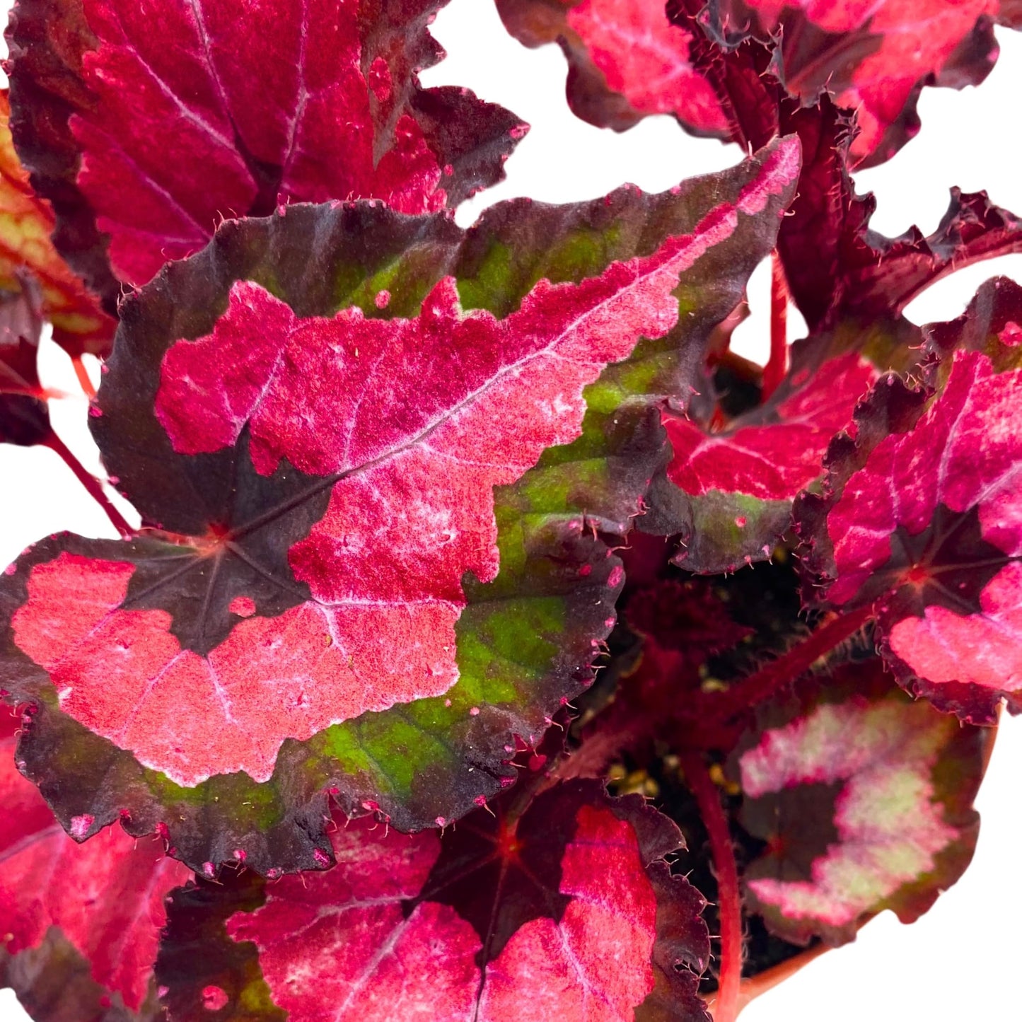 Harmony Foliage Begonia Rex Harmony's Red Velvet 4 inch