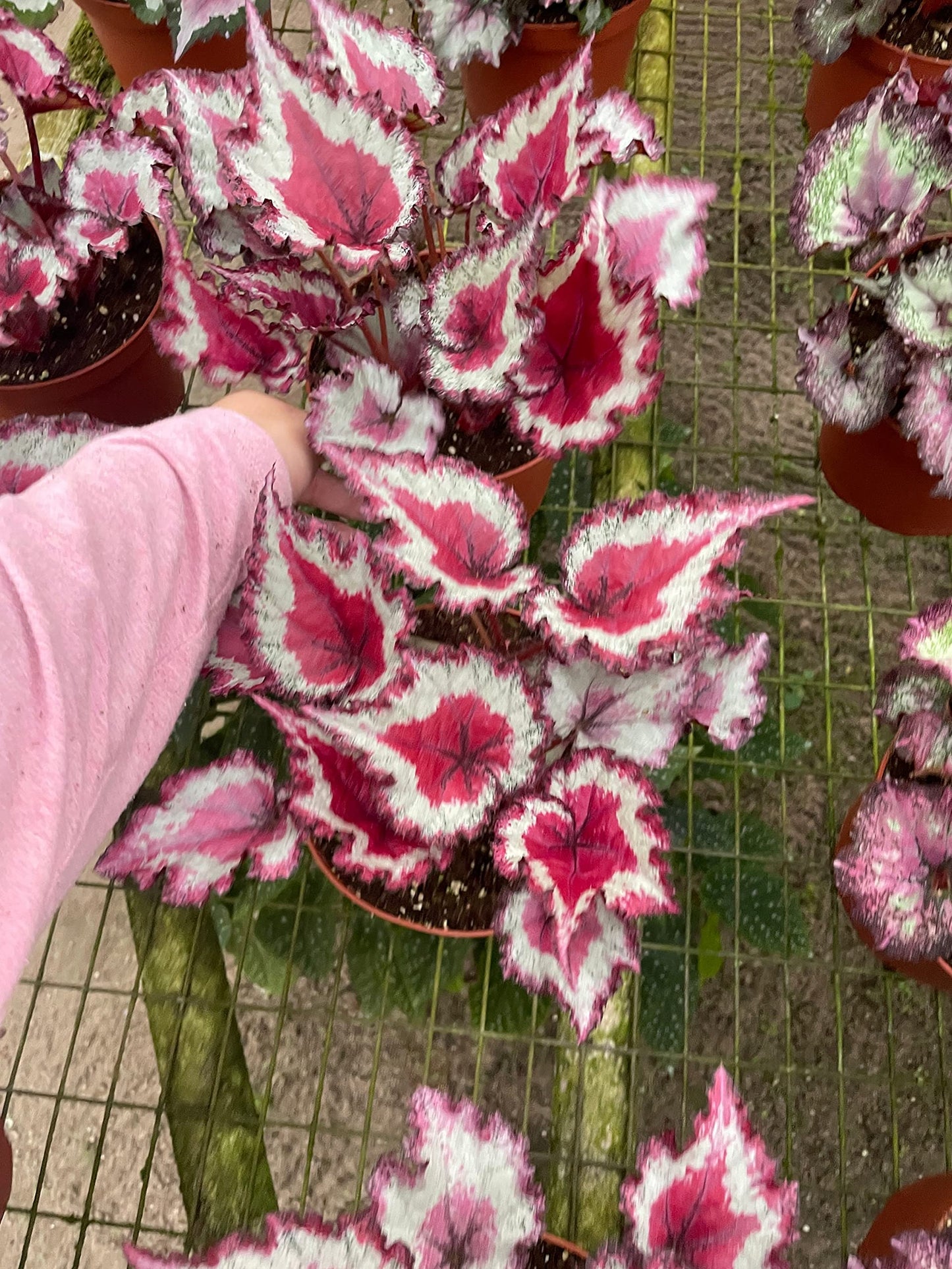 Harmony's Raspberry Beret, in a 6 inch Pot,  Begonia rex