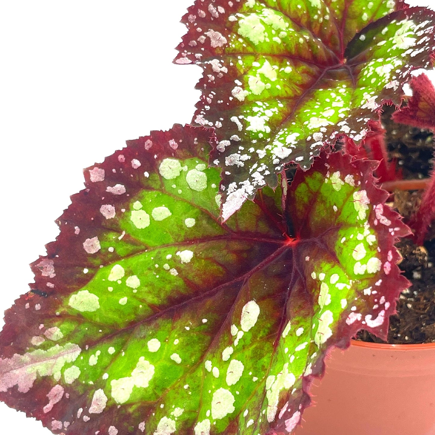 Begonia Rex, Fireworks, 4 inch Pot, Unique Homegrown Exclusive