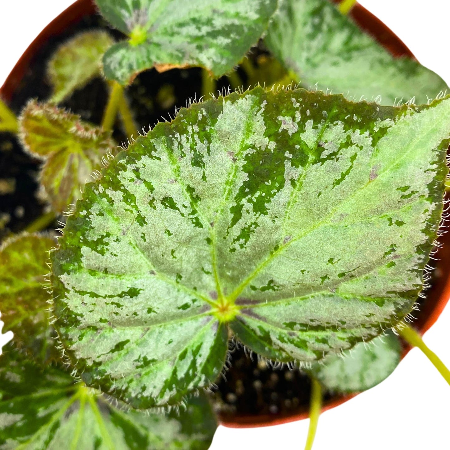 Harmony Foliage Begonia Nola 6 inch Rhizomatous