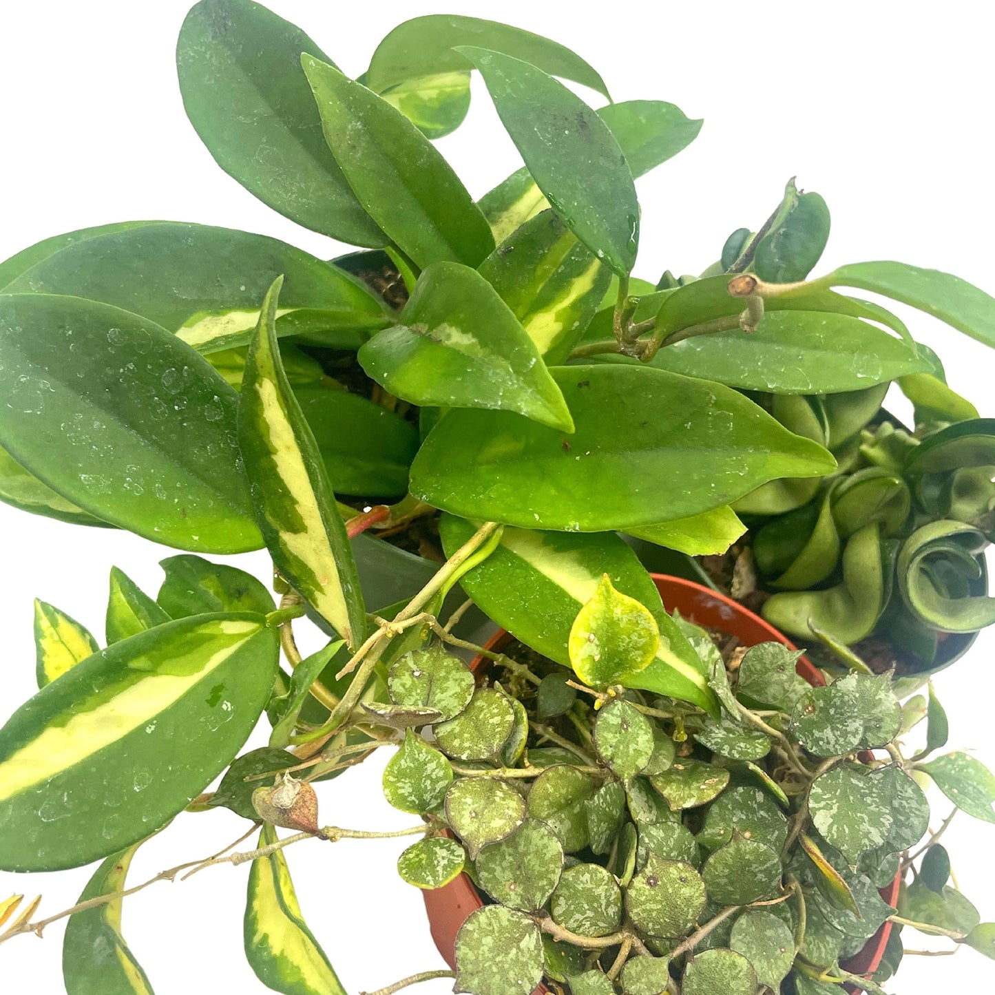 BubbleBlooms Hoya Assortment Set 3 Different Hoyas in 4 inch pots Growers Choice