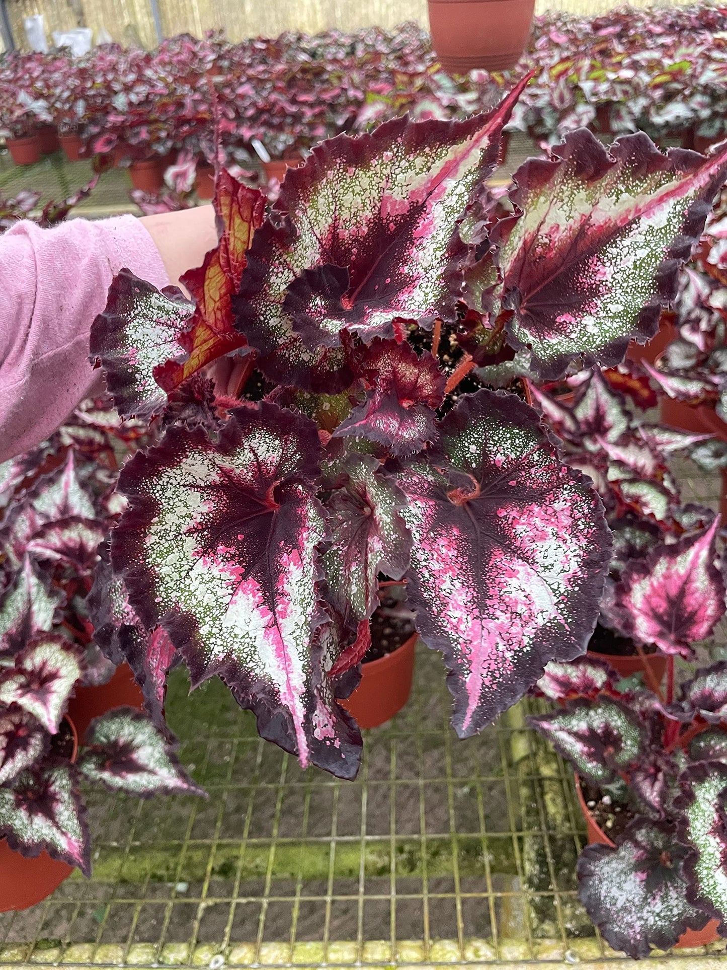 Harmony's Fatal Attraction Begonia in a 6 inch Pot, Begonia rex