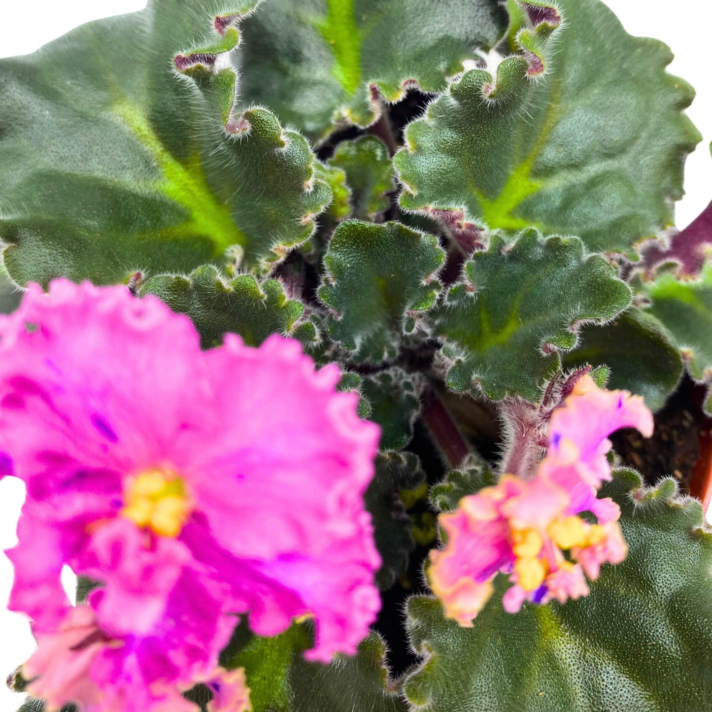 Harmony Foliage Harmony's Mustang Sally African Violet Saintpaulia 4 inch