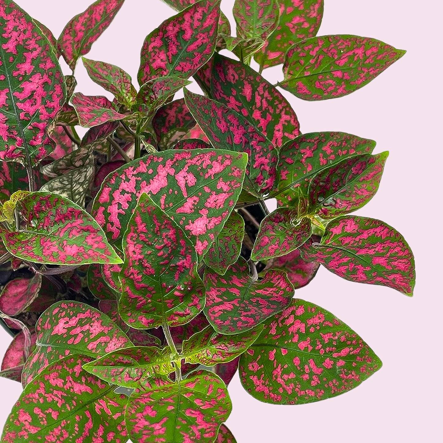 Red Hypoestes Phyllostachya, 4 inch, Polka Dot Flamingo Plant