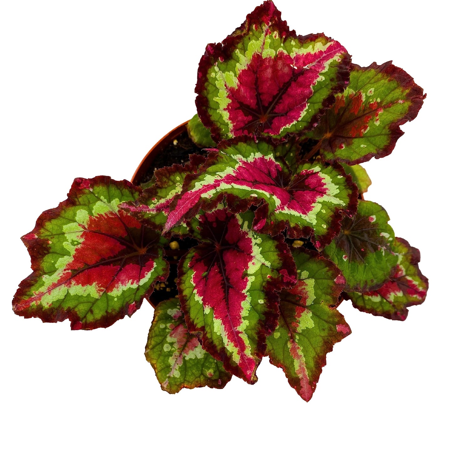 Harmony's BubbleBlooms Red Tail, Variegated Begonia Rex in 6 inch Pot