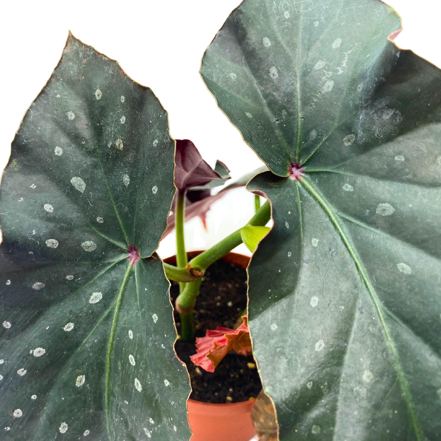 Harmony Foliage Harmony's Dark Horse Angel Wing Begonia 4 inch