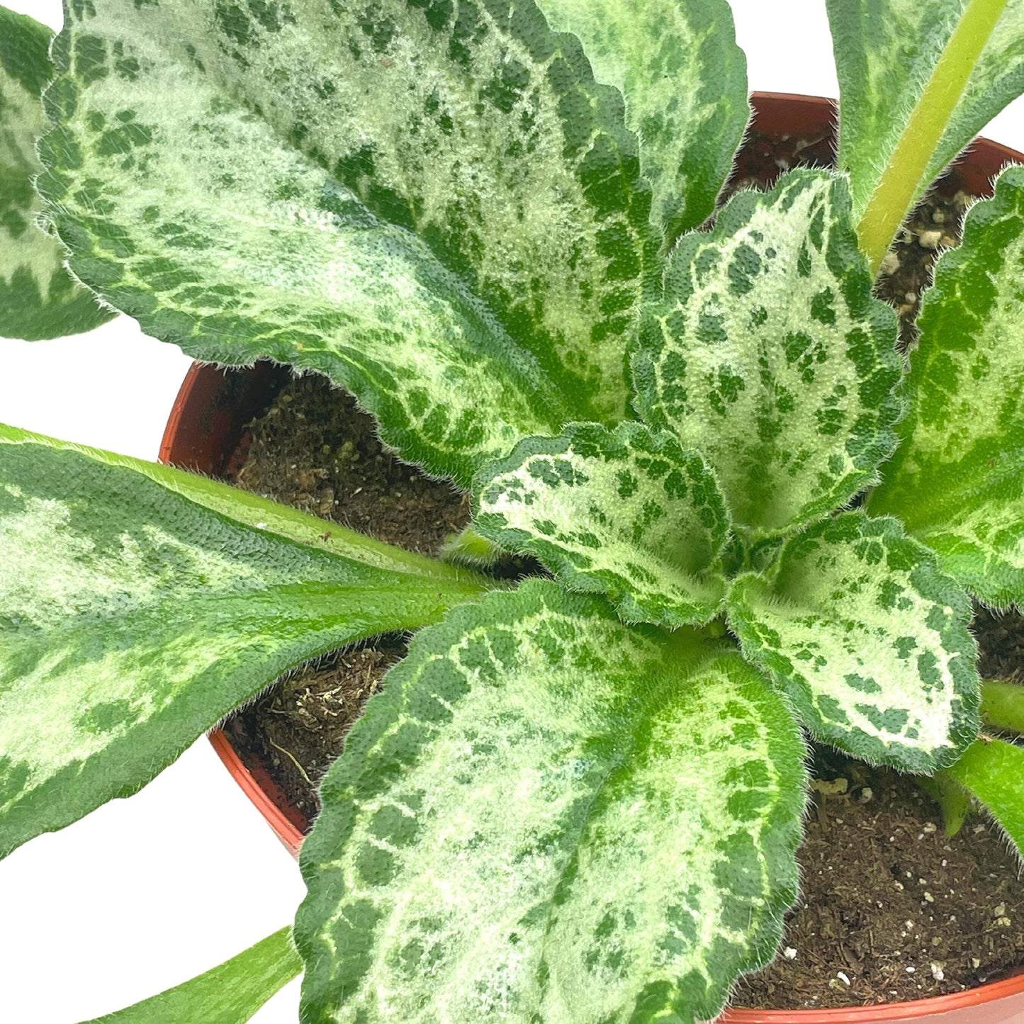 BubbleBlooms Harmony's Betty Gesneriad Primulina Dryas, 6 inch African Violet Chirita Plant