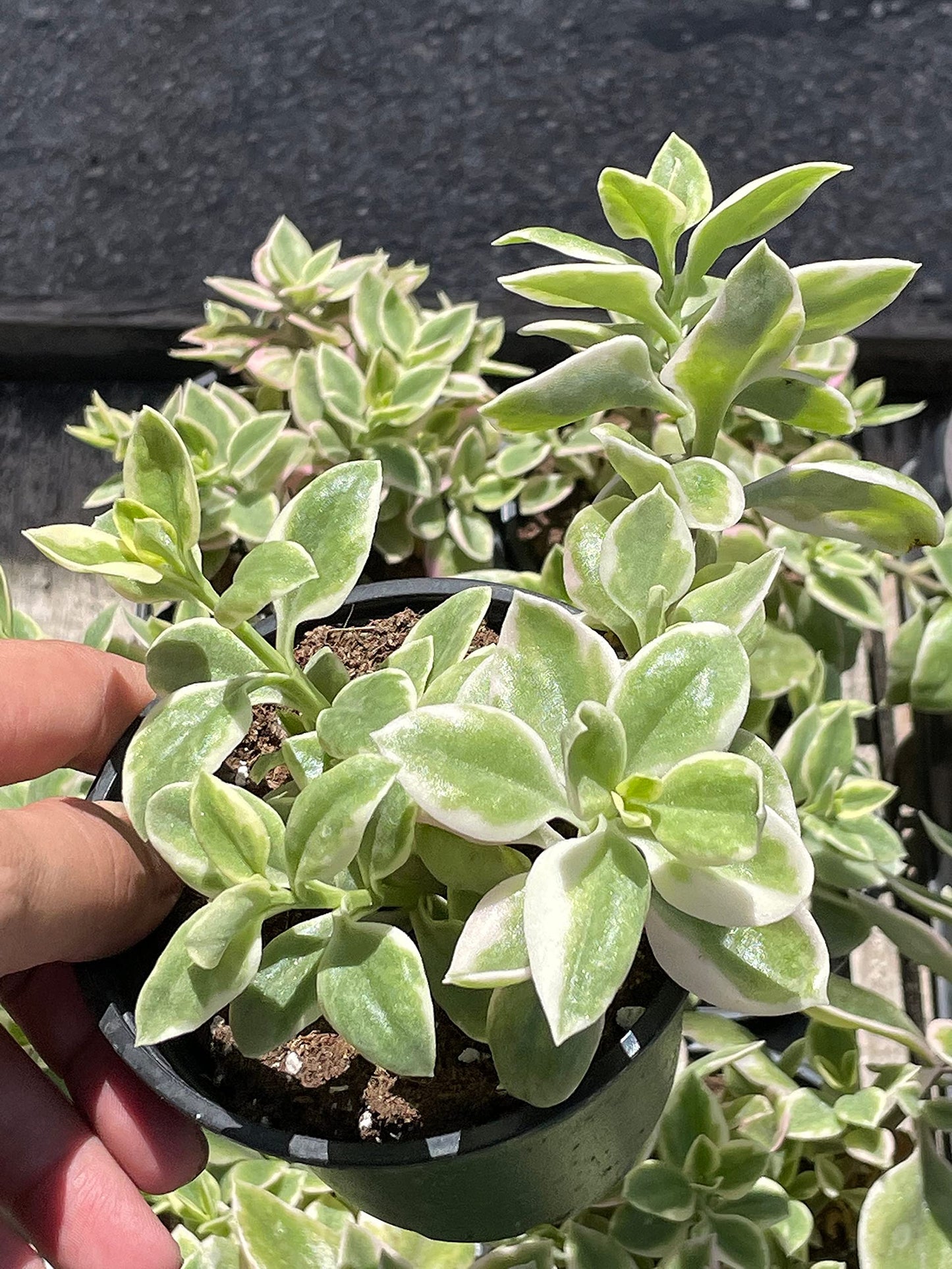 Variegated Baby Sun Rose, Variegated Red Aptenia, Heartleaf Ice Plant, Dew Plant, Trailing red, Mesembryanthemum cordifolium 'Variegata'