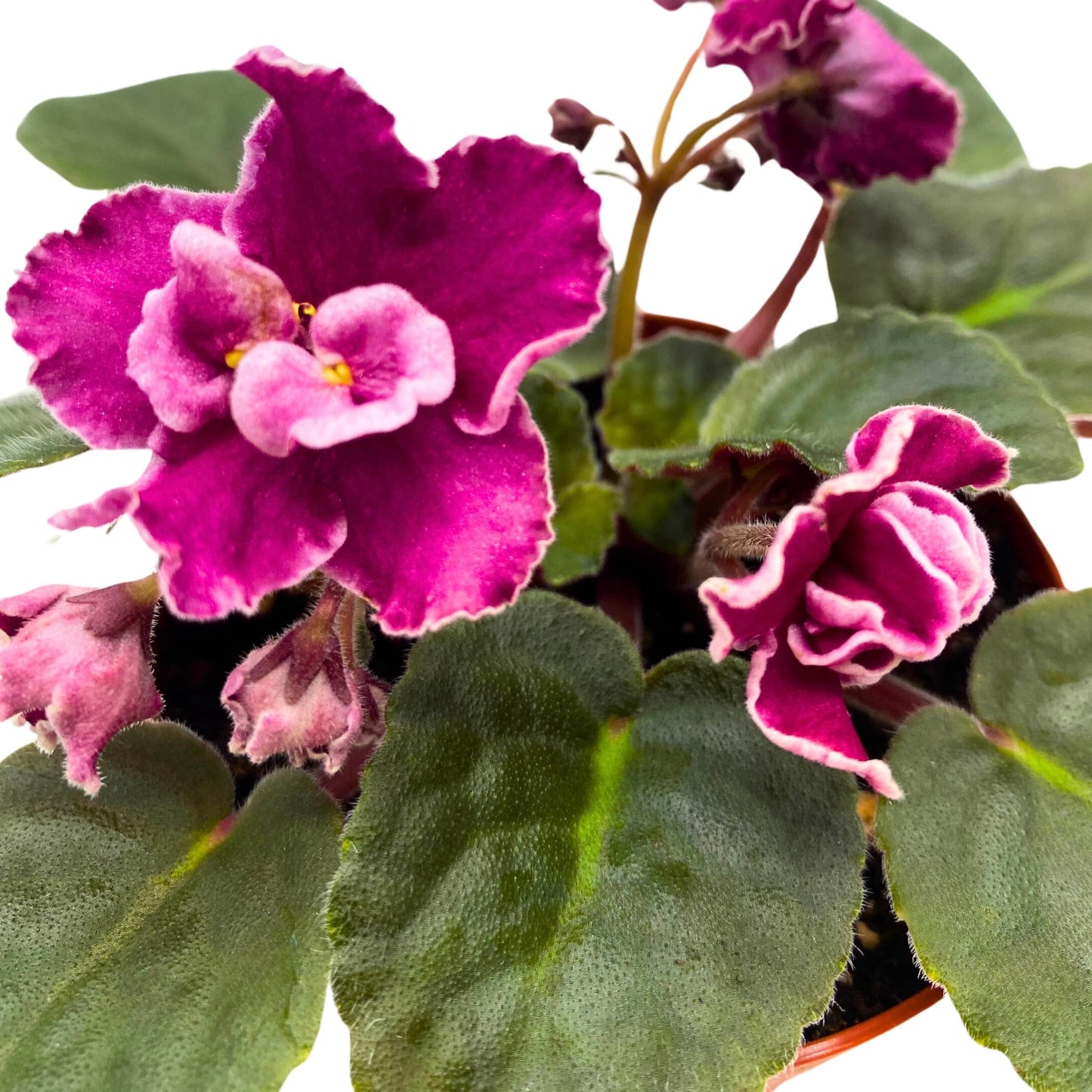 Harmony Foliage Rumba Red African Violet 4 inch