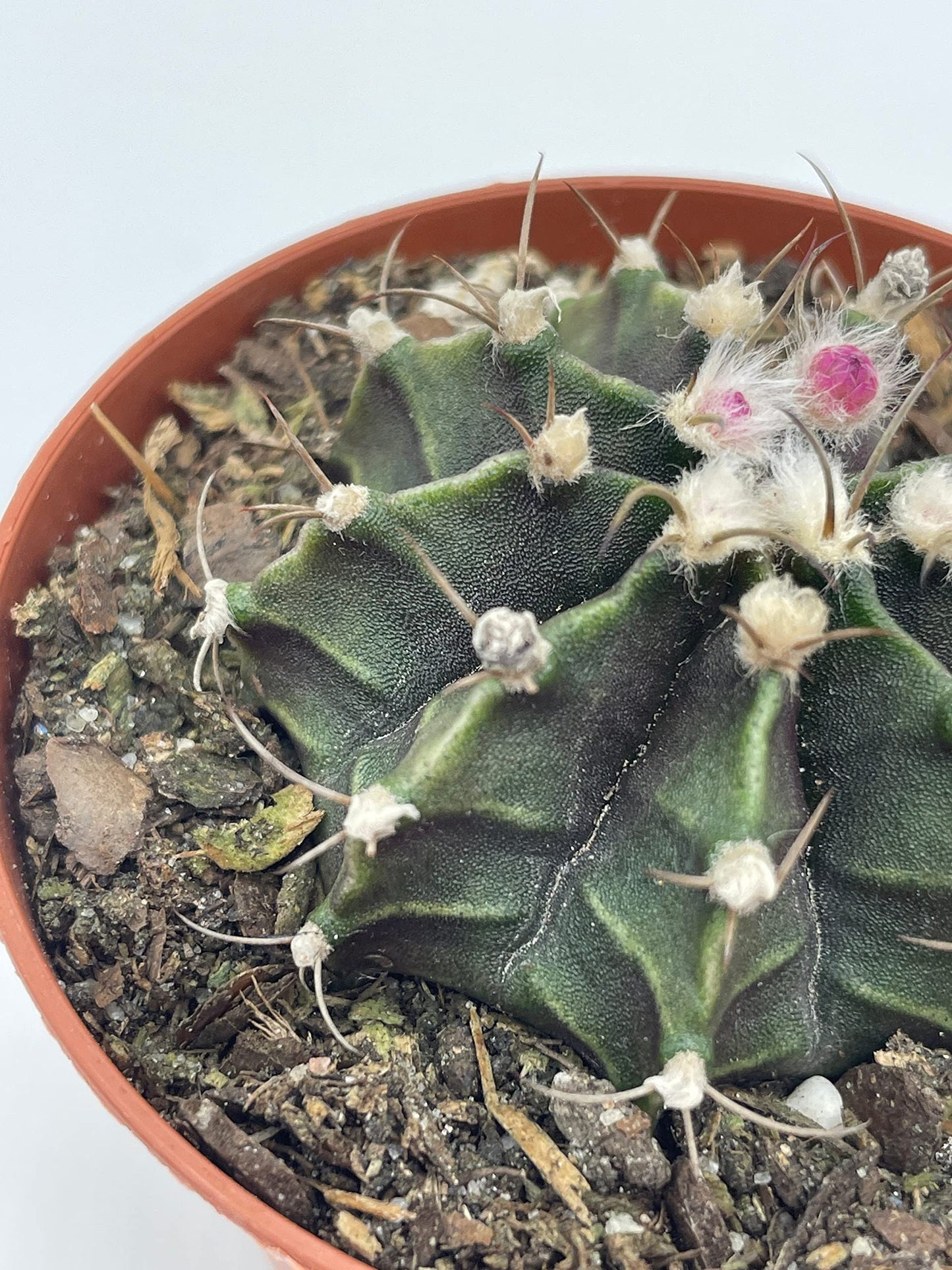 Moon Cactus, Rare Gymnocalycium Mihanovichii, 3 inch