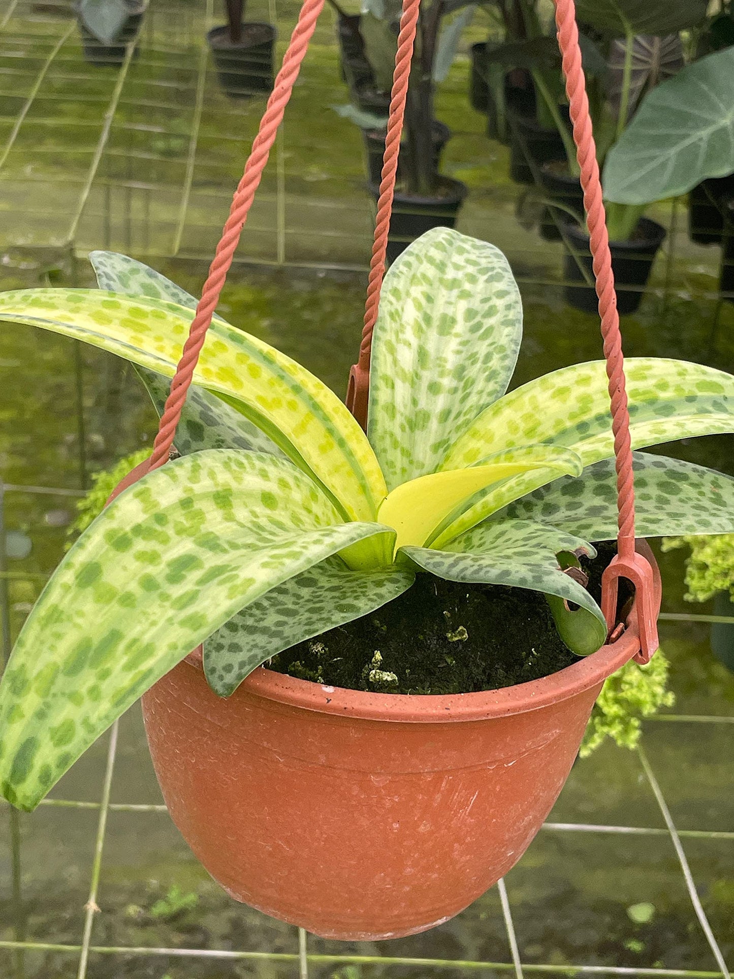 BubbleBlooms Dragonfruit Cactus in a 4 inch Pot White-fleshed Pitahaya, Selenicereus undatus