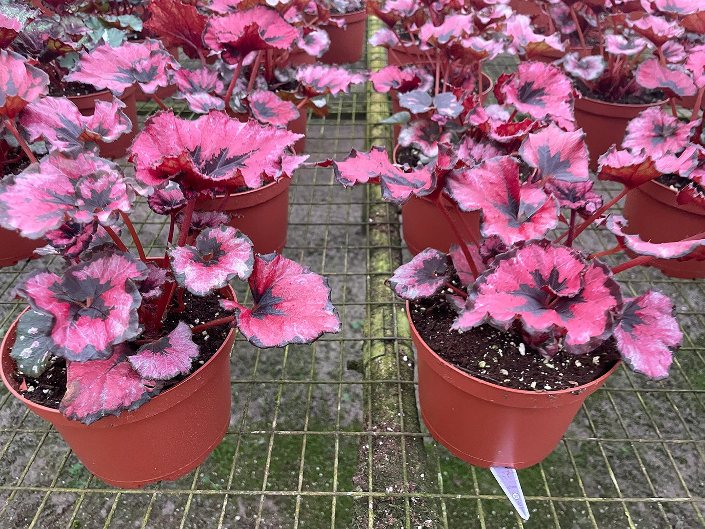 Harmony's Curly Red Robin, in a 6 inch Pot, Begonia rex