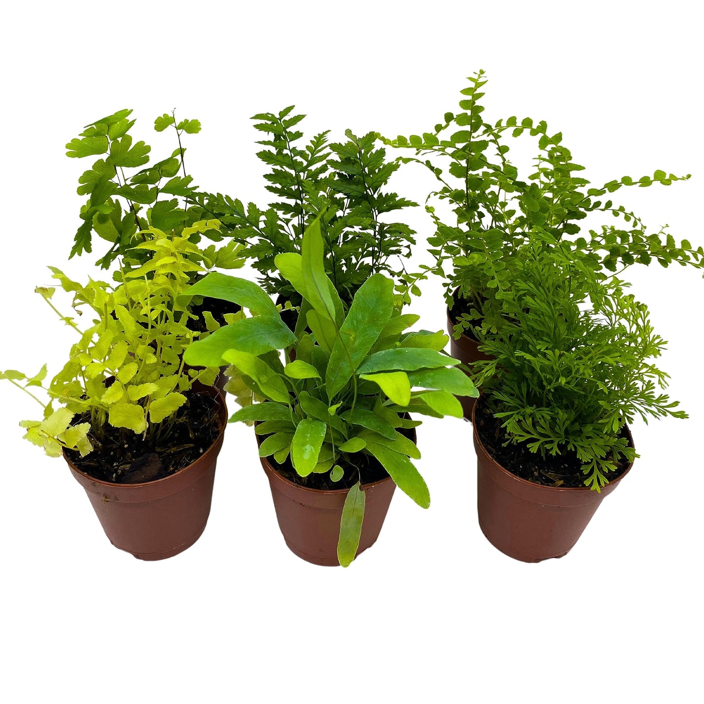 Fern Variety Assortment, 6 Different Fern Plants, in 2 inch pots, Super Cute, Best Gift, Plant Collection Set, Variety Bundle