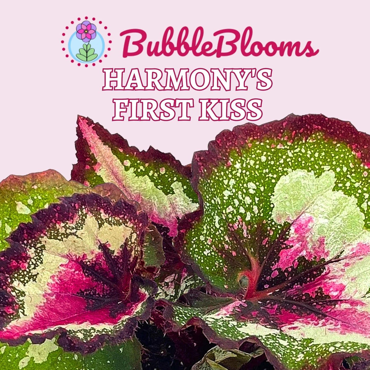 Harmony's First Kiss Series, Begonia Rex 4 inch Pot, Pink Center and Band, Green White Splash grower's Choice