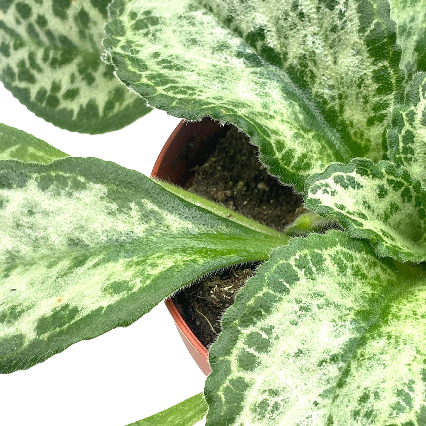 BubbleBlooms Harmony's Betty Gesneriad Primulina Dryas, 6 inch African Violet Chirita Plant