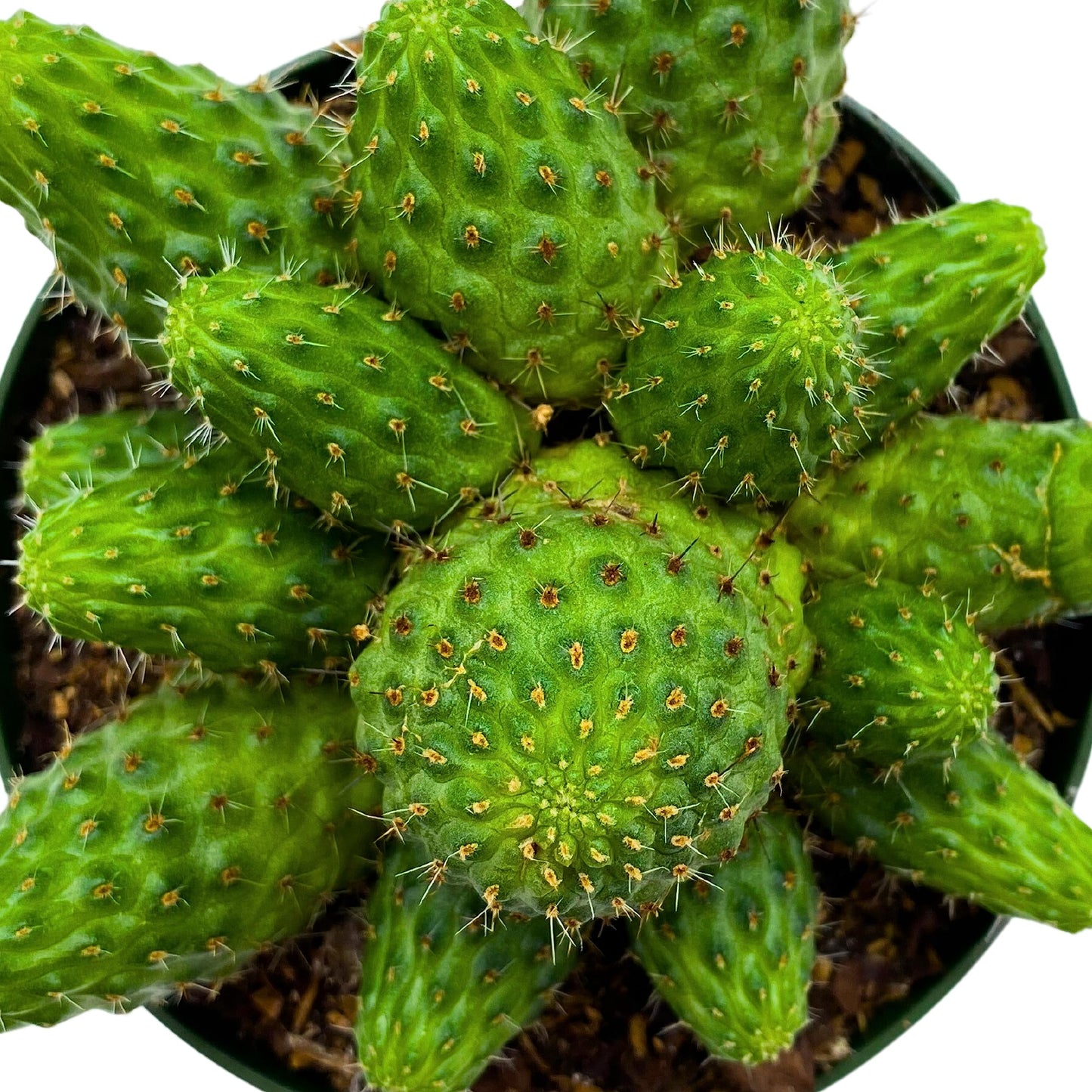 Euphorbia obesa, 4 inch, Globosa, Melon Splurge Baseball