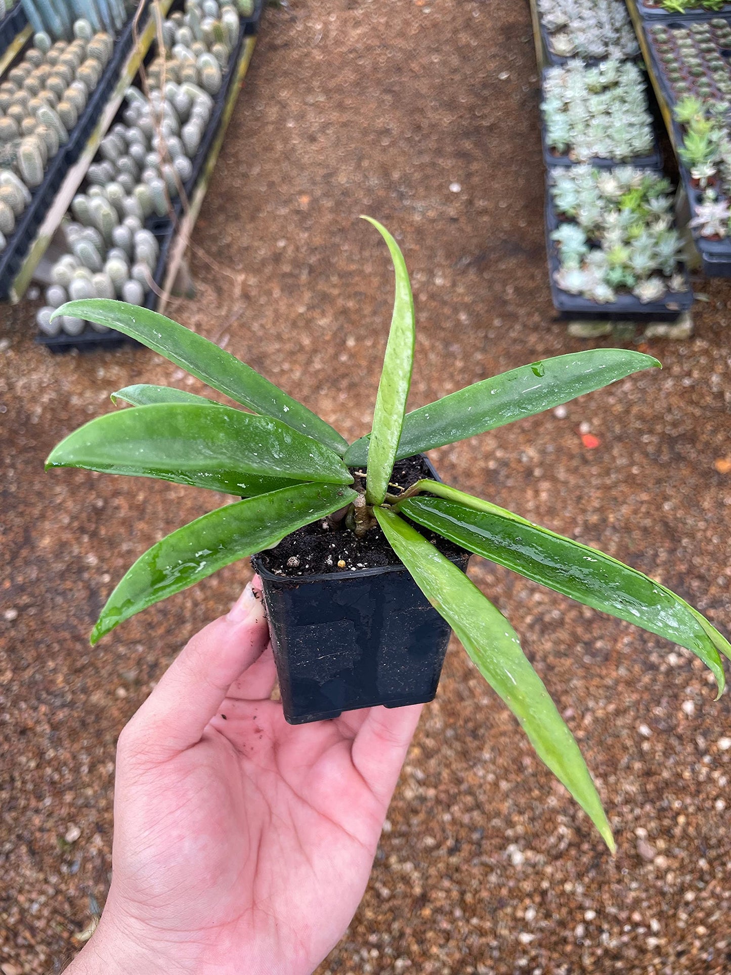 BubbleBlooms Hoya Minibelle Honey Plant, Freckles, Silver Splash Speckled Variegated Krinkle Wax Honeyplant, Extremely Rare Limited Supply Potted