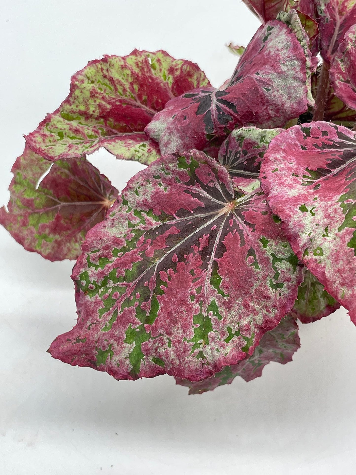 BubbleBlooms 'Harmony's Venetian Red', Begonia Rex, 4 inch, Painted-Leaf Begonia, Unique Homegrown Exclusive