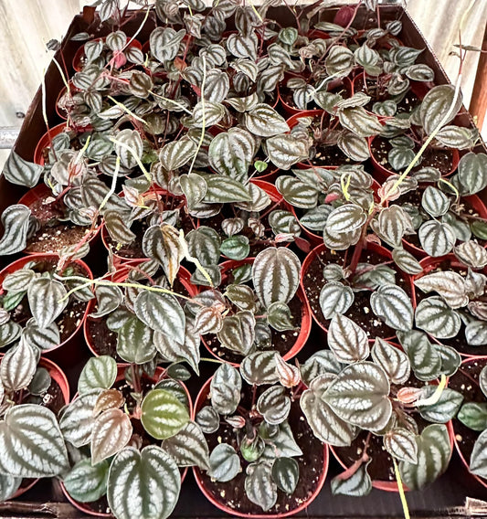 Harmony Foliage Peperomia Turboensis in 4 inch pots 30-Pack Bulk Wholesale Plants