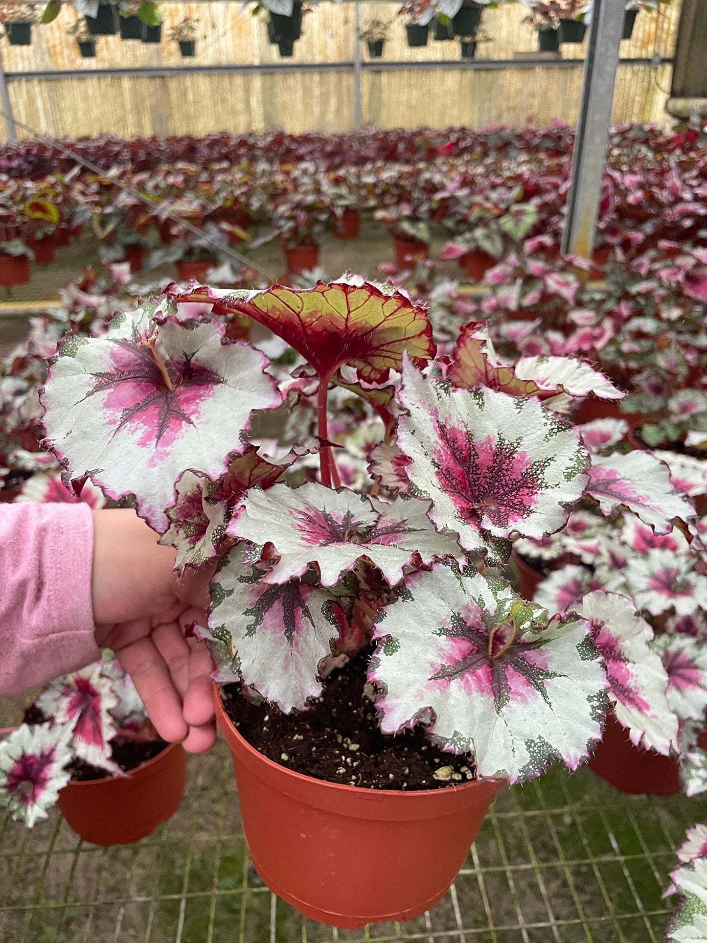 Harmony's Peppermint Twist, in a 6 inch Pot, Begonia rex