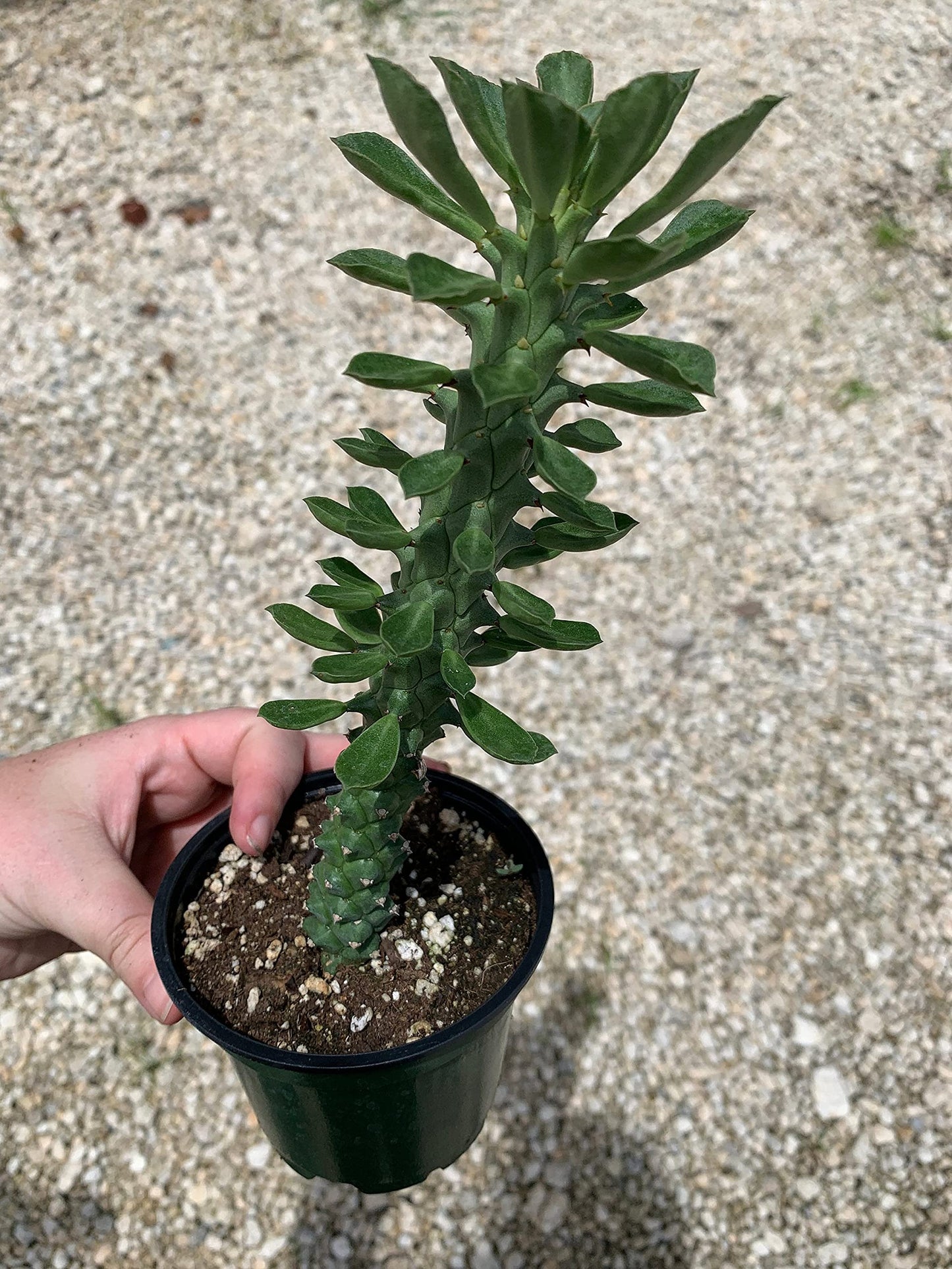 Euphorbia Ritchiei, Monadenium ritchiei, P.R.O. Bally Bruyns, Short Thick Cactus Stems