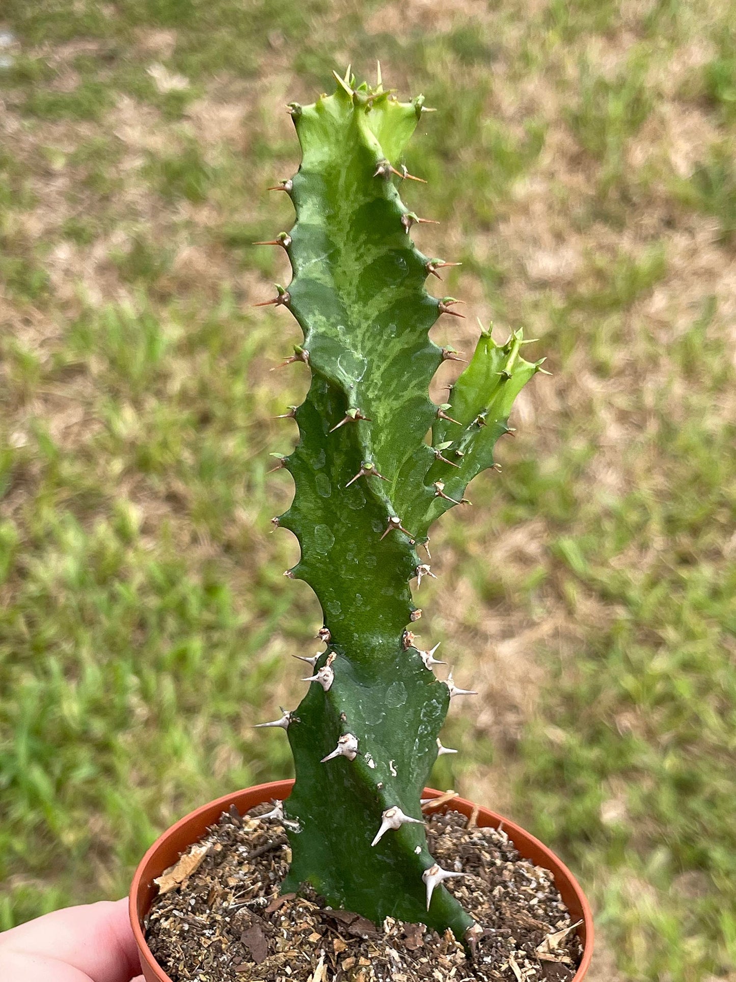 BubbleBlooms Euphorbia Trigona Twist/Twisted Lactea, Super Rare Variegation Candelabra Spurge