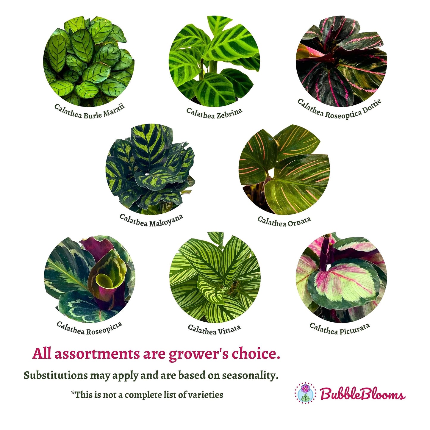 Calathea Assortment Set, 2 inch pots, 5 Different Prayer Plants, Variety Gift, pet Friendly Indoor Low Light