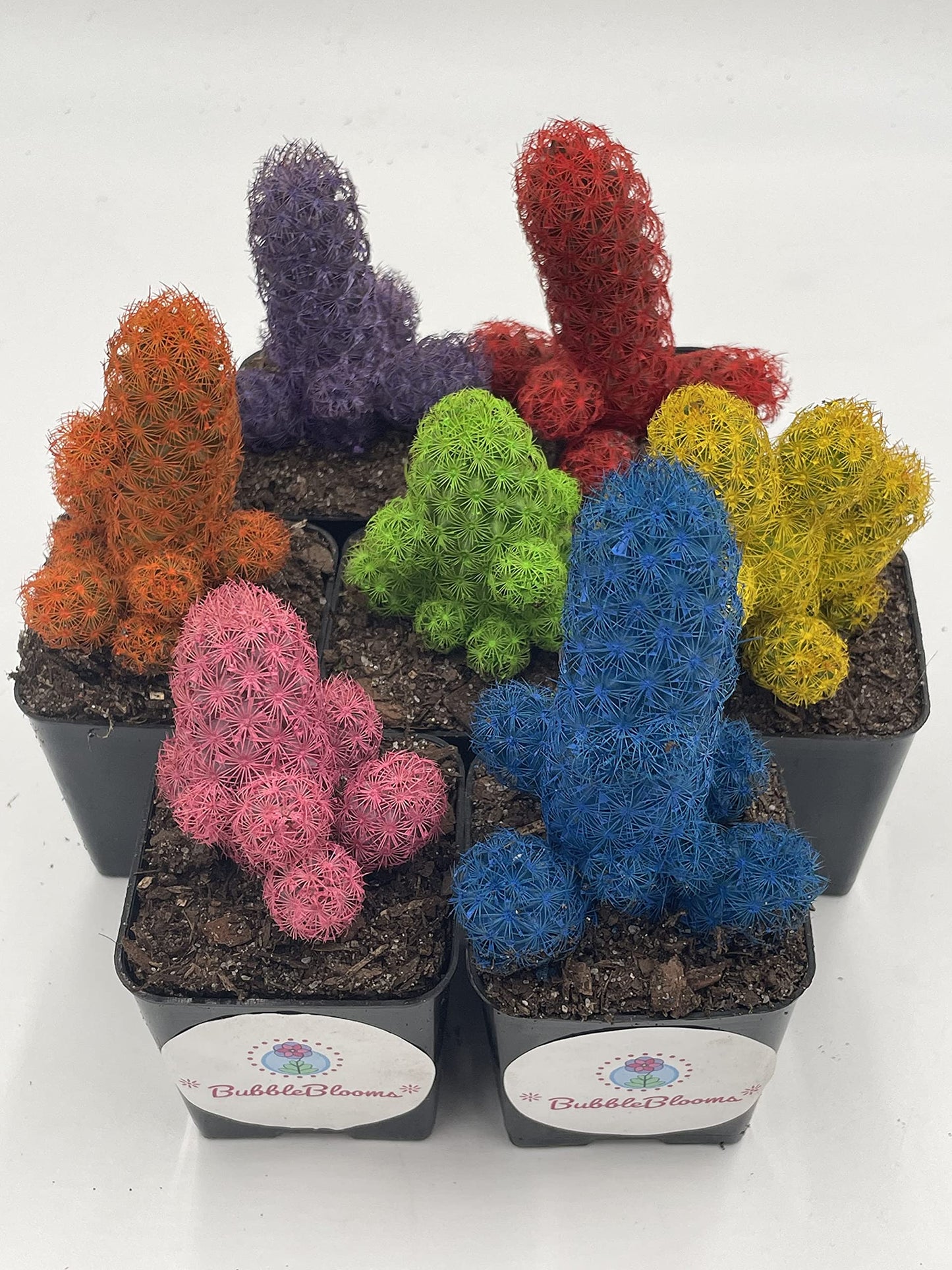 Colored Cactus/Desert Gem/Painted Dyed Blue/Red/Purple/Yellow/Pink/Green, Orange Cactus Rainbow Cactus (Yellow)