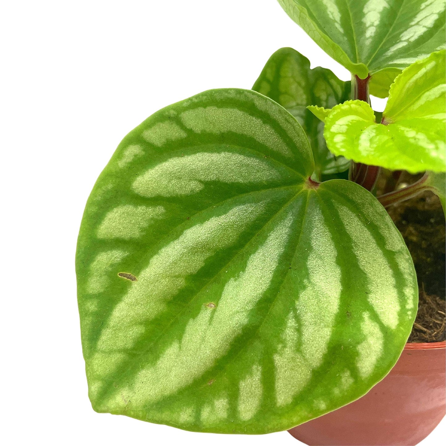 BubbleBlooms Peperomia Ecuador, 4 inch, Rare Pep Argyreia, Exotic House Plant