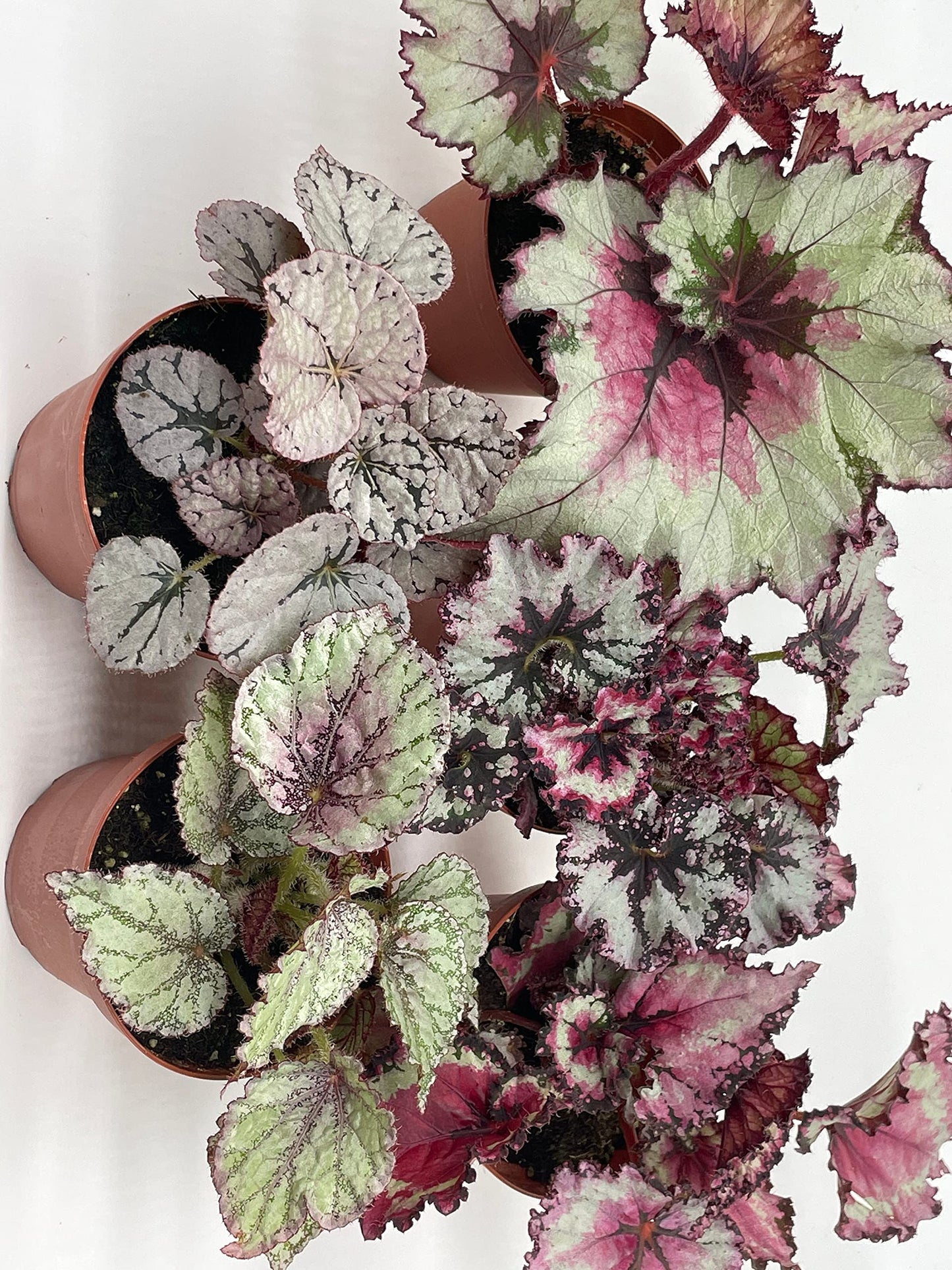 BubbleBlooms Harmony's Begonia Rex Assortment, Cold Pastel Winter, 4 inch, Set of 5, Painted-Leaf Begonia, Unique Homegrown Exclusive, Variegated