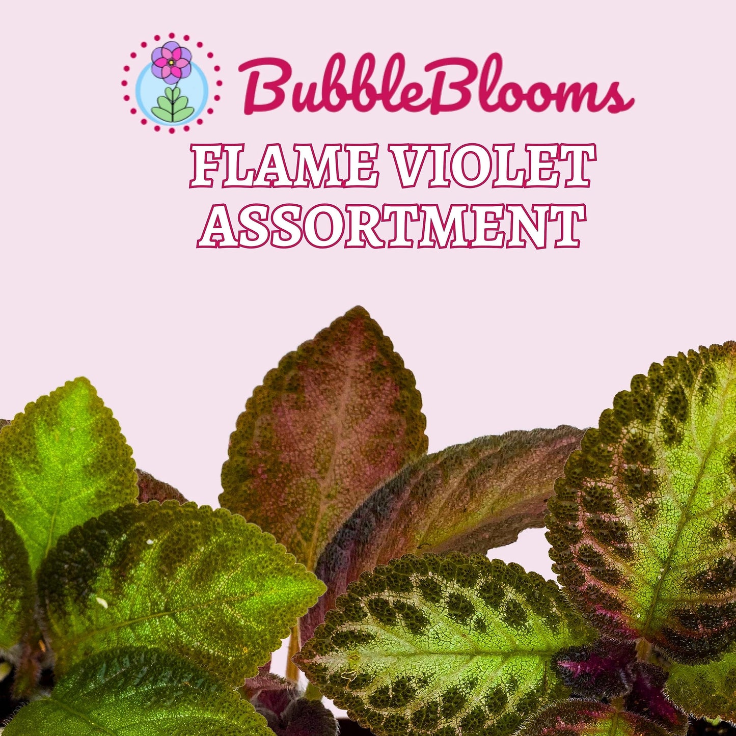 Flame Violet, Episcia Cupreata Assortment Set 2 inch pots 3 Different Velvet Plants, Tiny Mini Pixie Plant