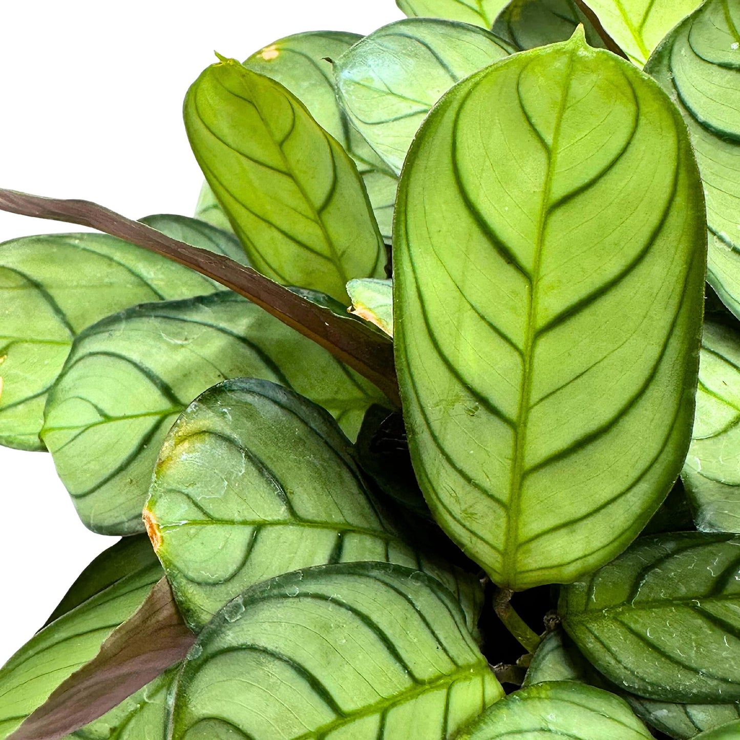 Calathea Burle Marxii, 4 inch, Fishbone Prayer Plant Ctenanthe