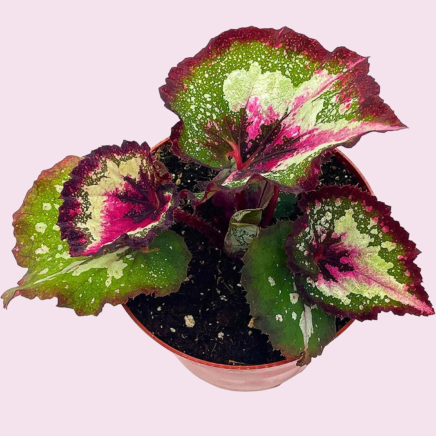 Harmony's First Kiss Series, Begonia Rex 4 inch Pot, Pink Center and Band, Green White Splash grower's Choice