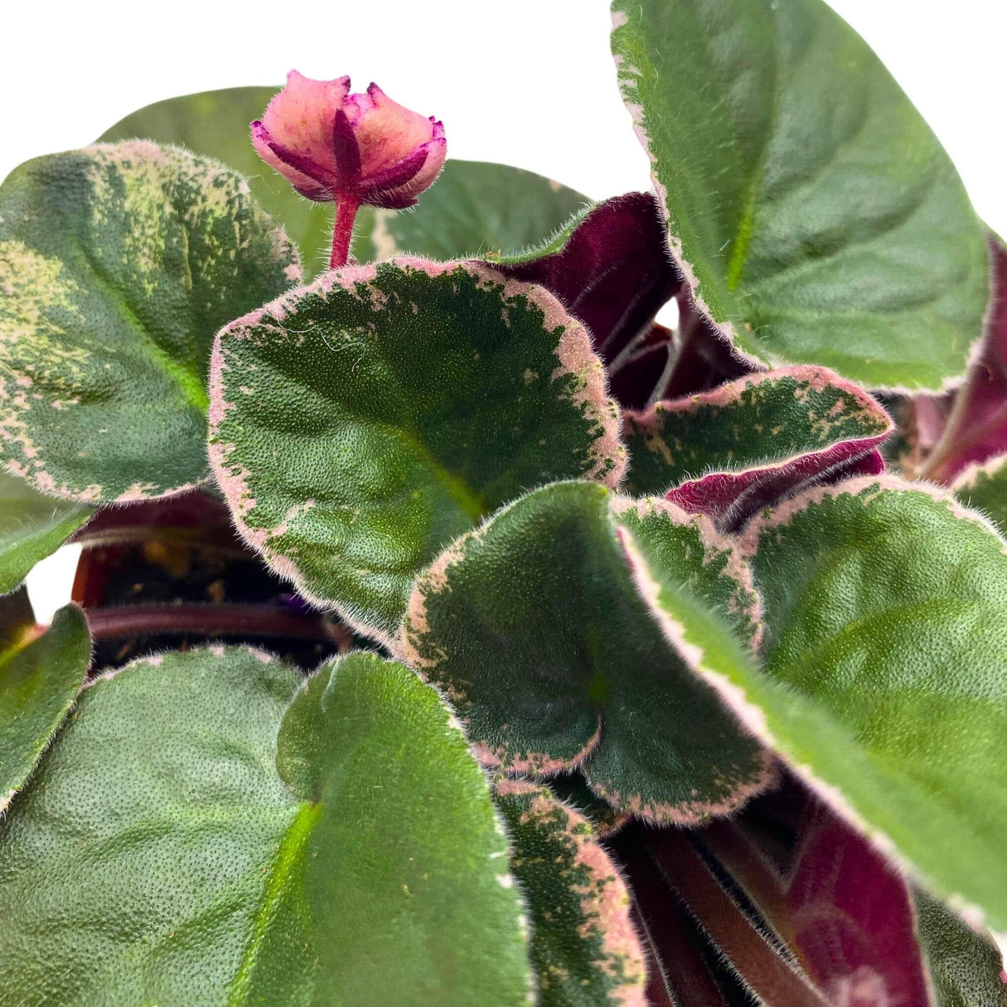 Harmony Foliage Buckeye Fiesta Variegated African Viole Saintpaulia 4 inch