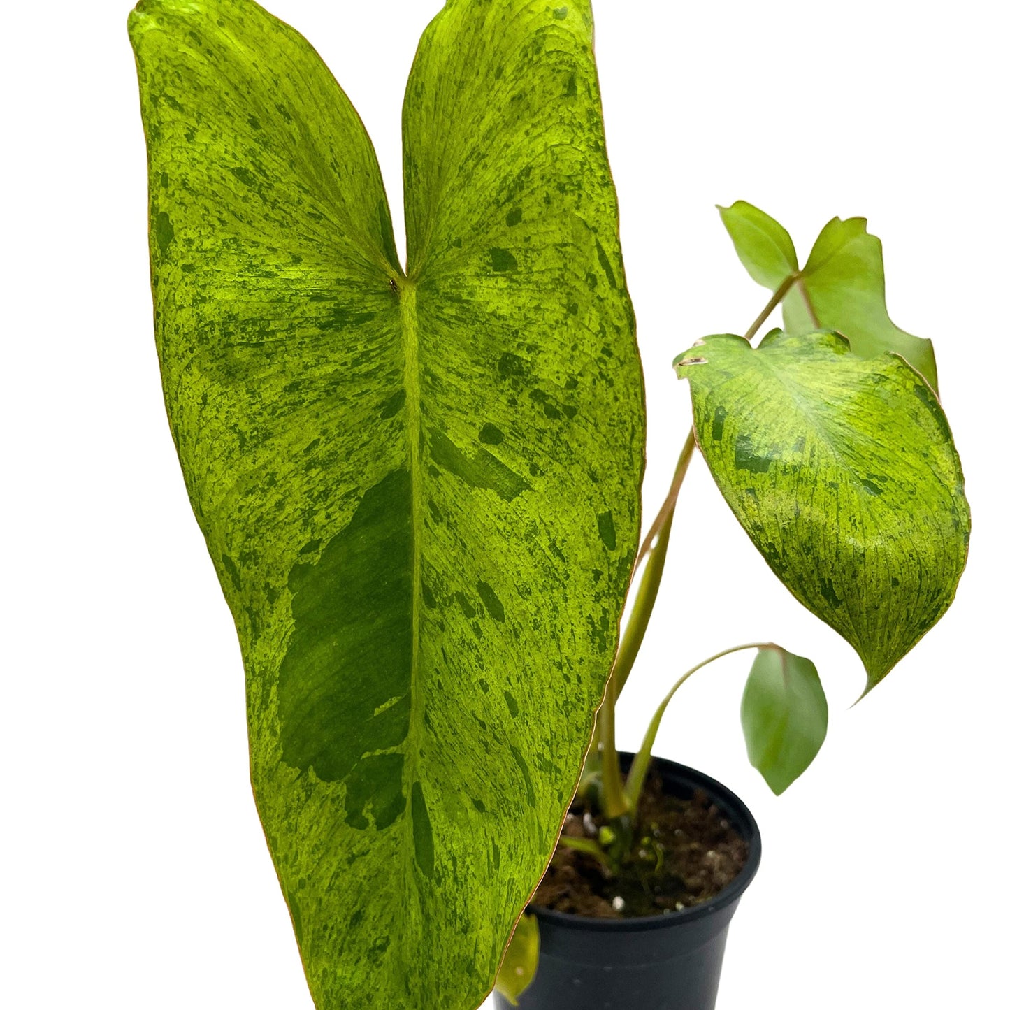 Philodendron Paraiso Verde, 4 inch, Green Paradise, Green Princess Philo Marbled Variegation