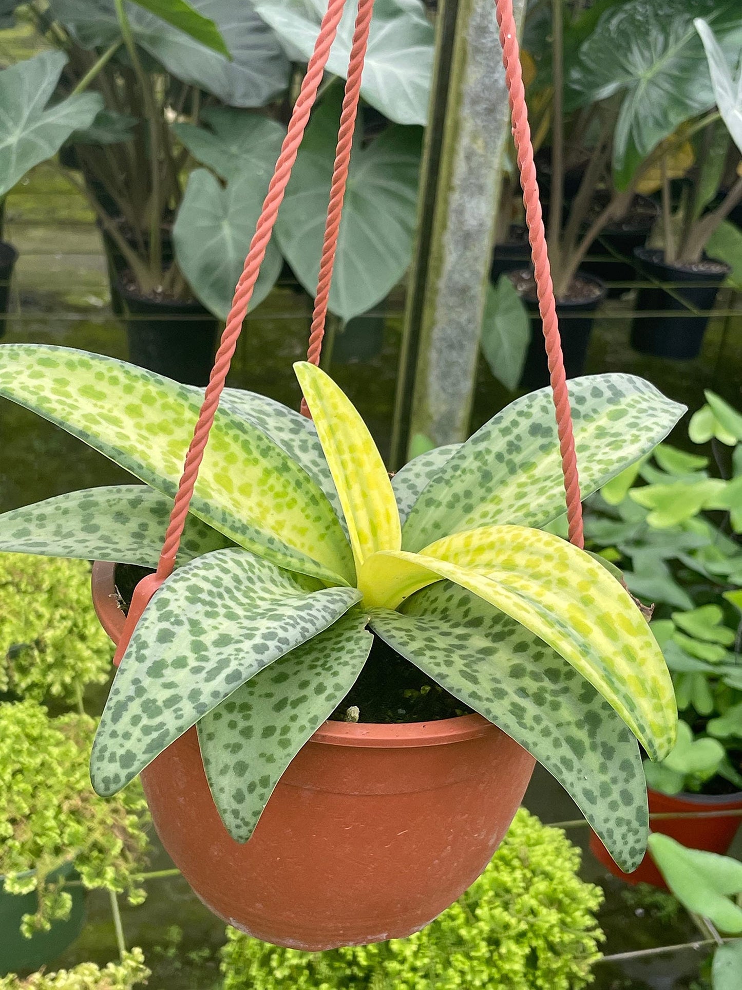 Variegated Silver Squill Leopard Lily Ledebouria Socialis, Hanging Basket