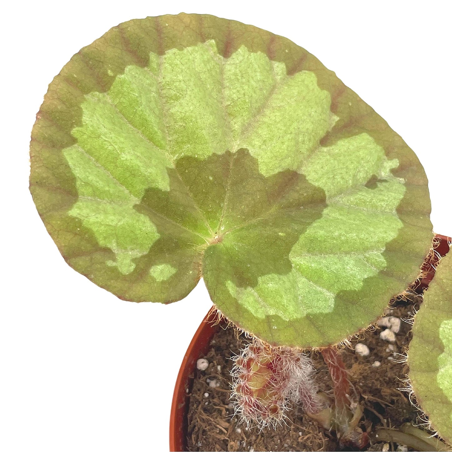 BubbleBlooms Harmony's Jingxiensis VAR Maschanica, Rare 4 inch Begonia Rex