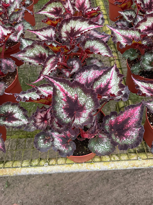 Harmony's Fatal Attraction Begonia in a 6 inch Pot, Begonia rex