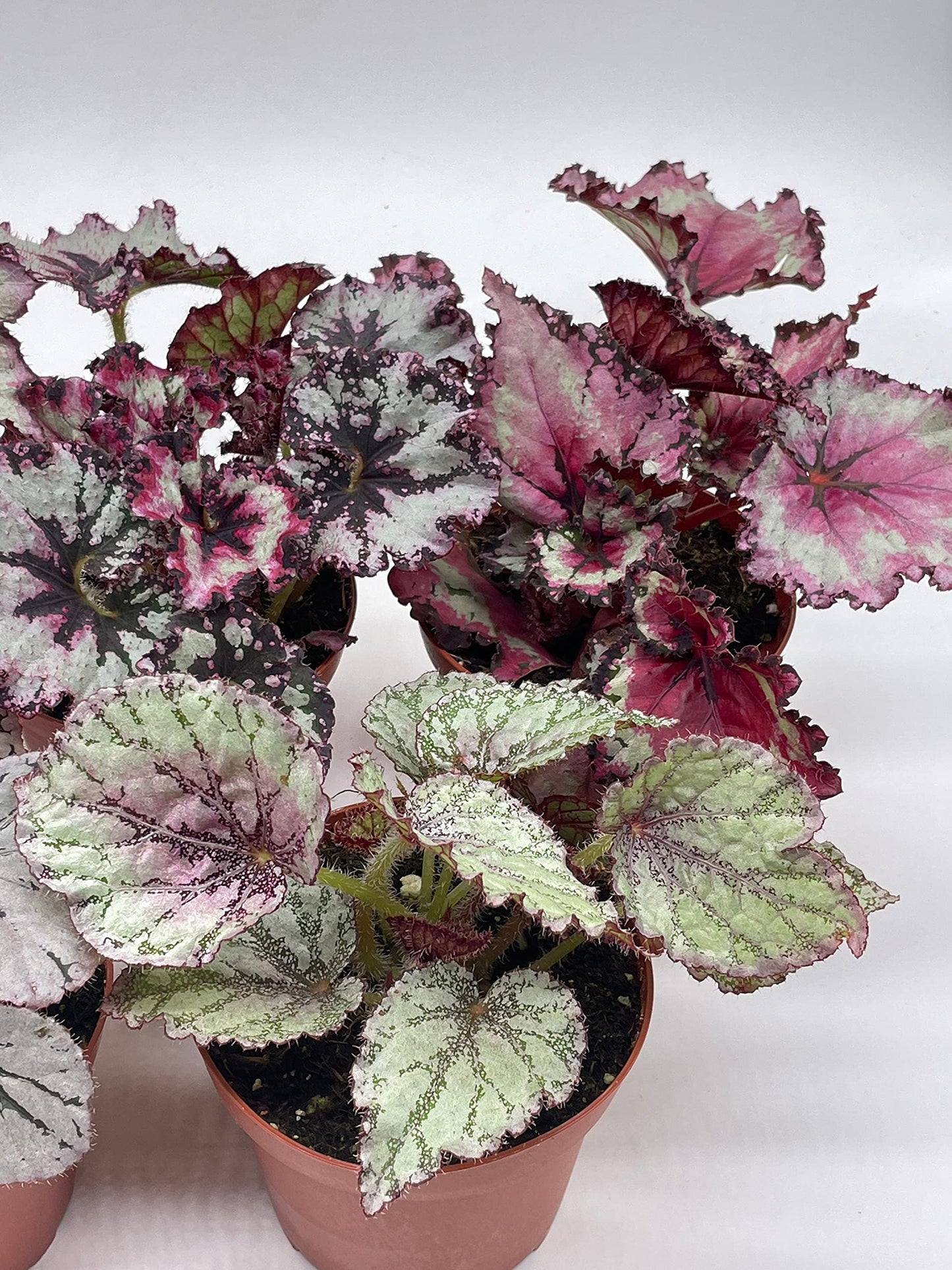 BubbleBlooms Harmony's Begonia Rex Assortment, Cold Pastel Winter, 4 inch, Set of 5, Painted-Leaf Begonia, Unique Homegrown Exclusive, Variegated