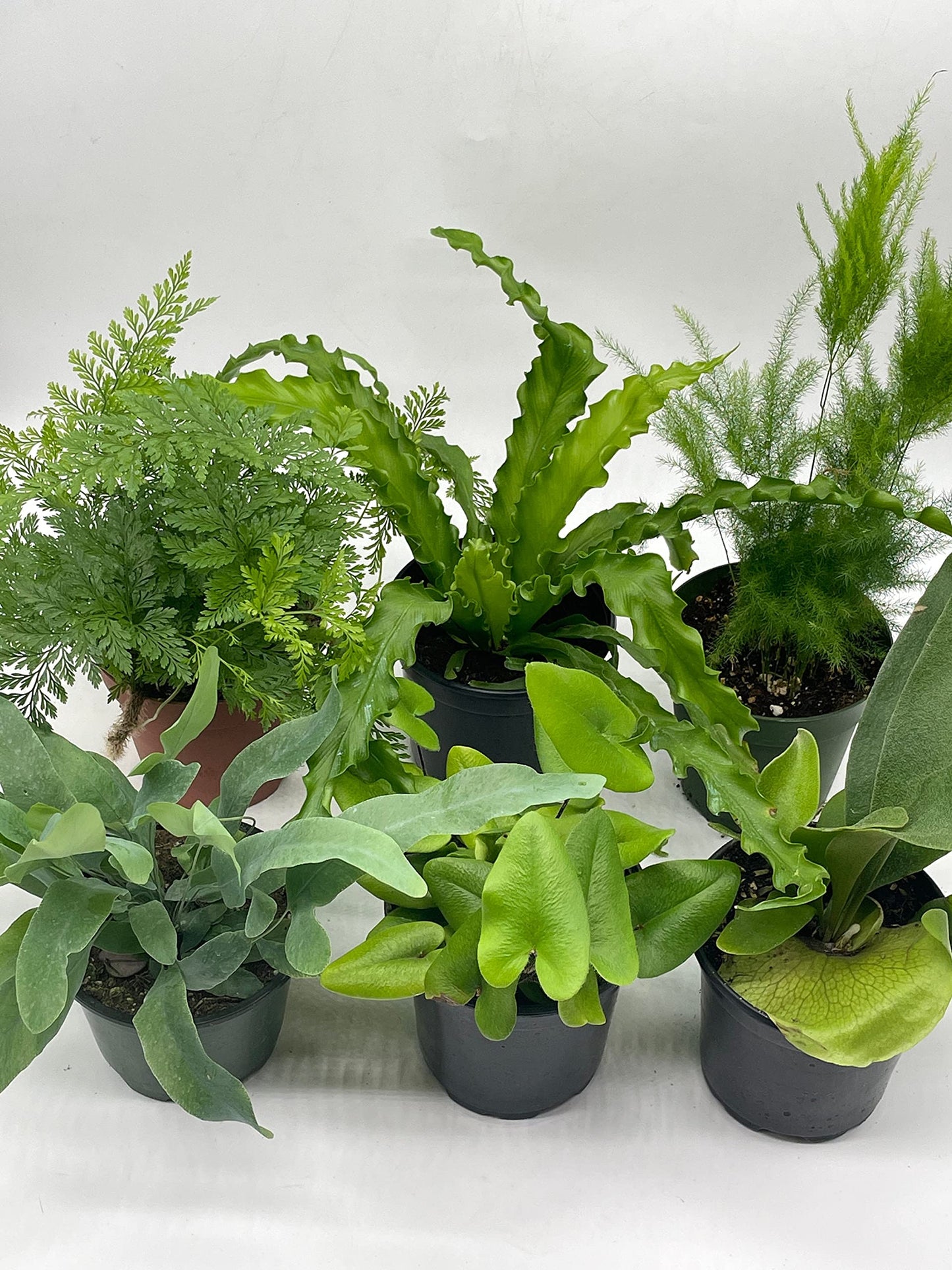 fern indoor plant types BubbleBlooms Fern Assortment Set, 6 Different Ferns in 4 inch pots, Grower's Choice May Include Staghorn, Asparagus, Club Moss, Heart-Fern, Rabbit's