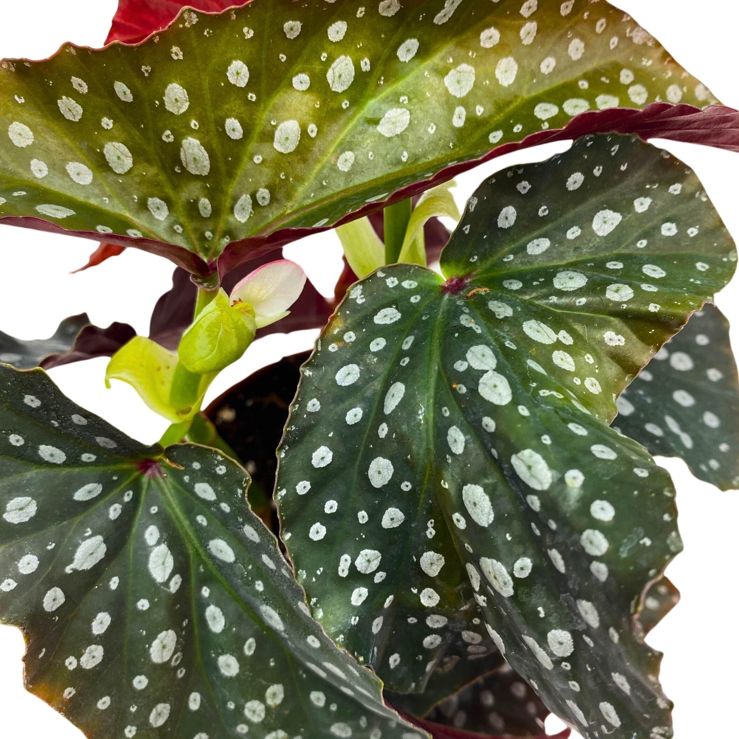 Harmony Foliage Harmony's Silver Dagger Angel Wing Cane Begonia 4 inch