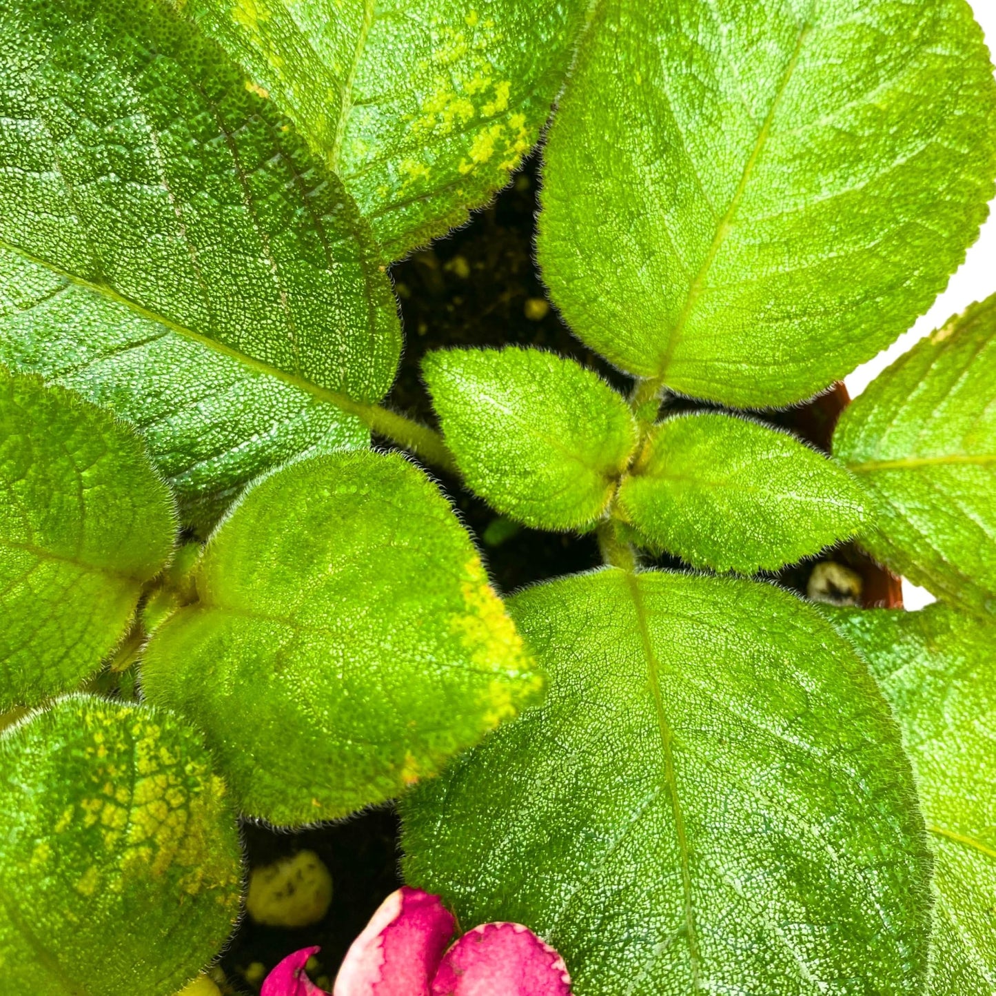 Harmony Foliage Episcia Lil Lemon Green Flame Violet 6 inch