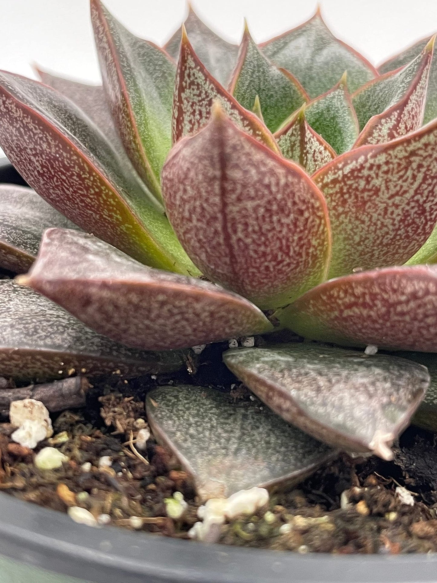 dudleya succulent rare Echeveria purpusorum, Urbinia Purpusii, Dudleya Purpusii, Rare Succule – Florida House Plants
