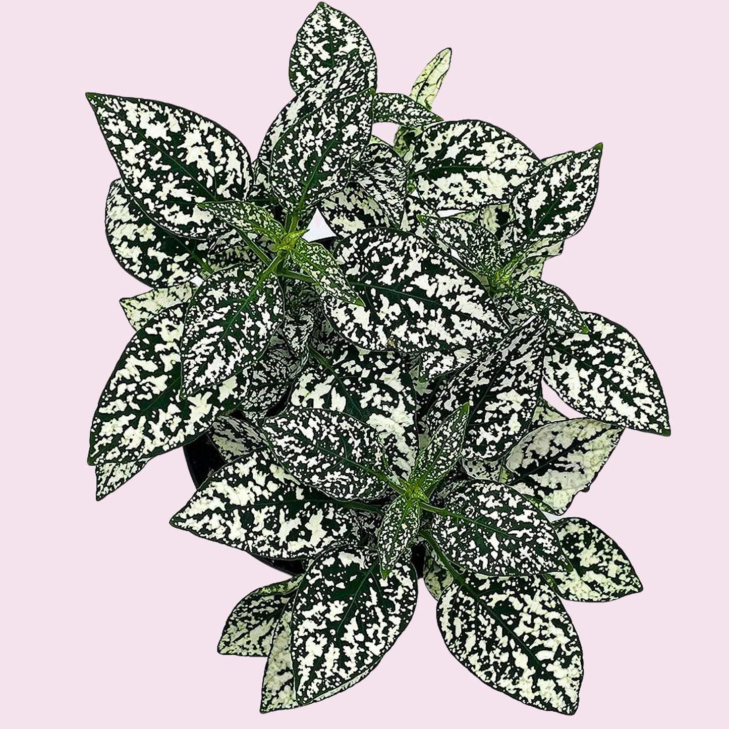 White Hypoestes Phyllostachya, 4 inch, Polka Dot Flamingo Plant