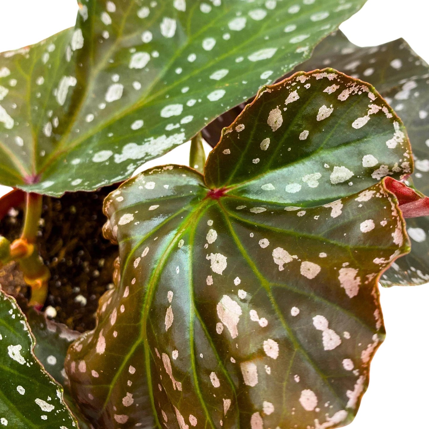 Harmony Foliage Harmony's Silver Eagle Angel Wing Cane Begonia 4 inch