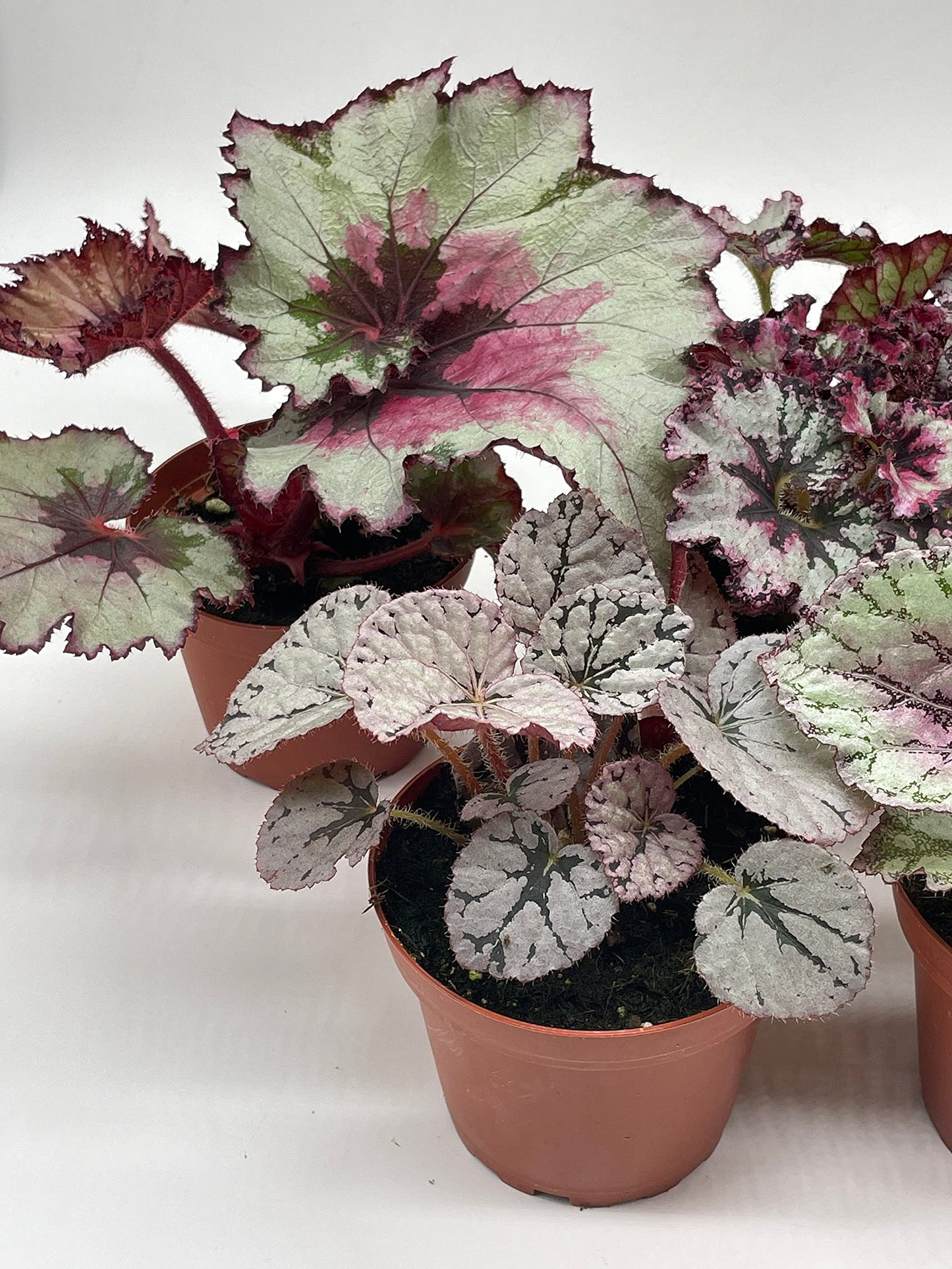 BubbleBlooms Harmony's Begonia Rex Assortment, Cold Pastel Winter, 4 inch, Set of 5, Painted-Leaf Begonia, Unique Homegrown Exclusive, Variegated