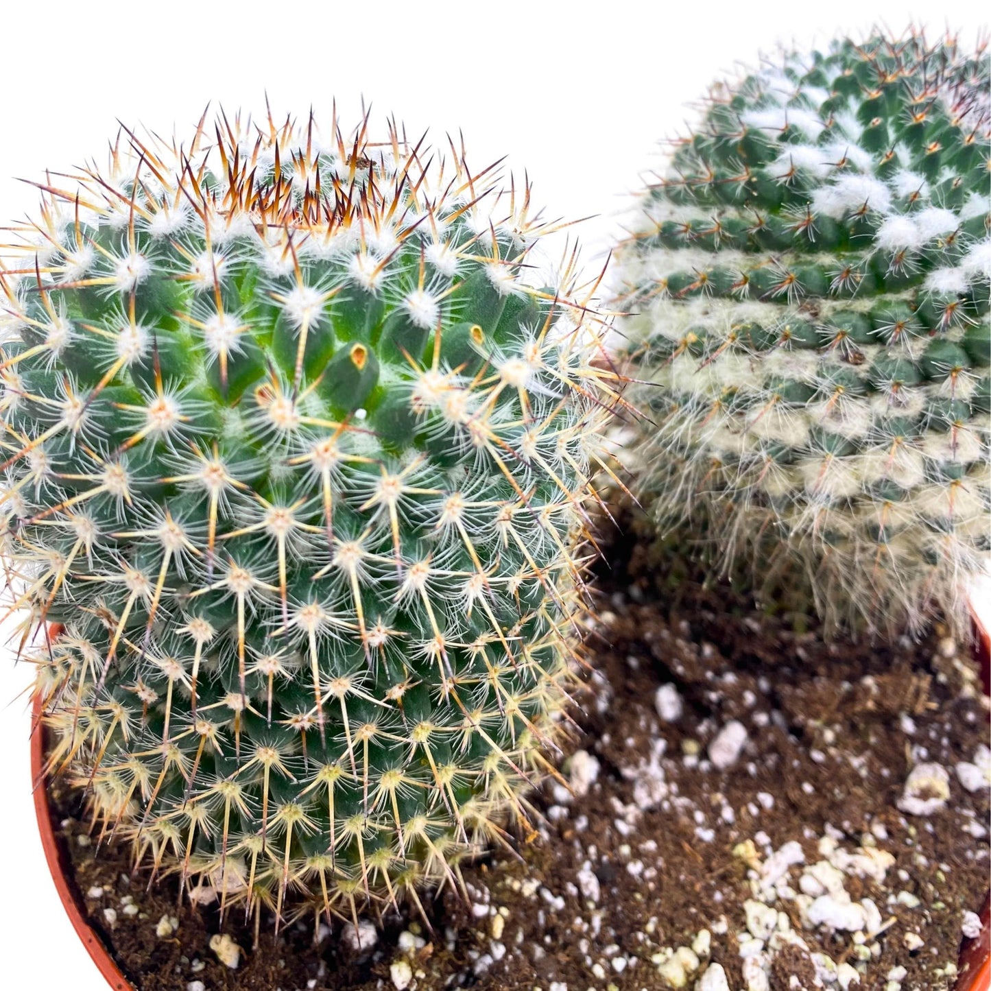 BubbleBlooms Old Lady Pincushion Cactus 4 inch