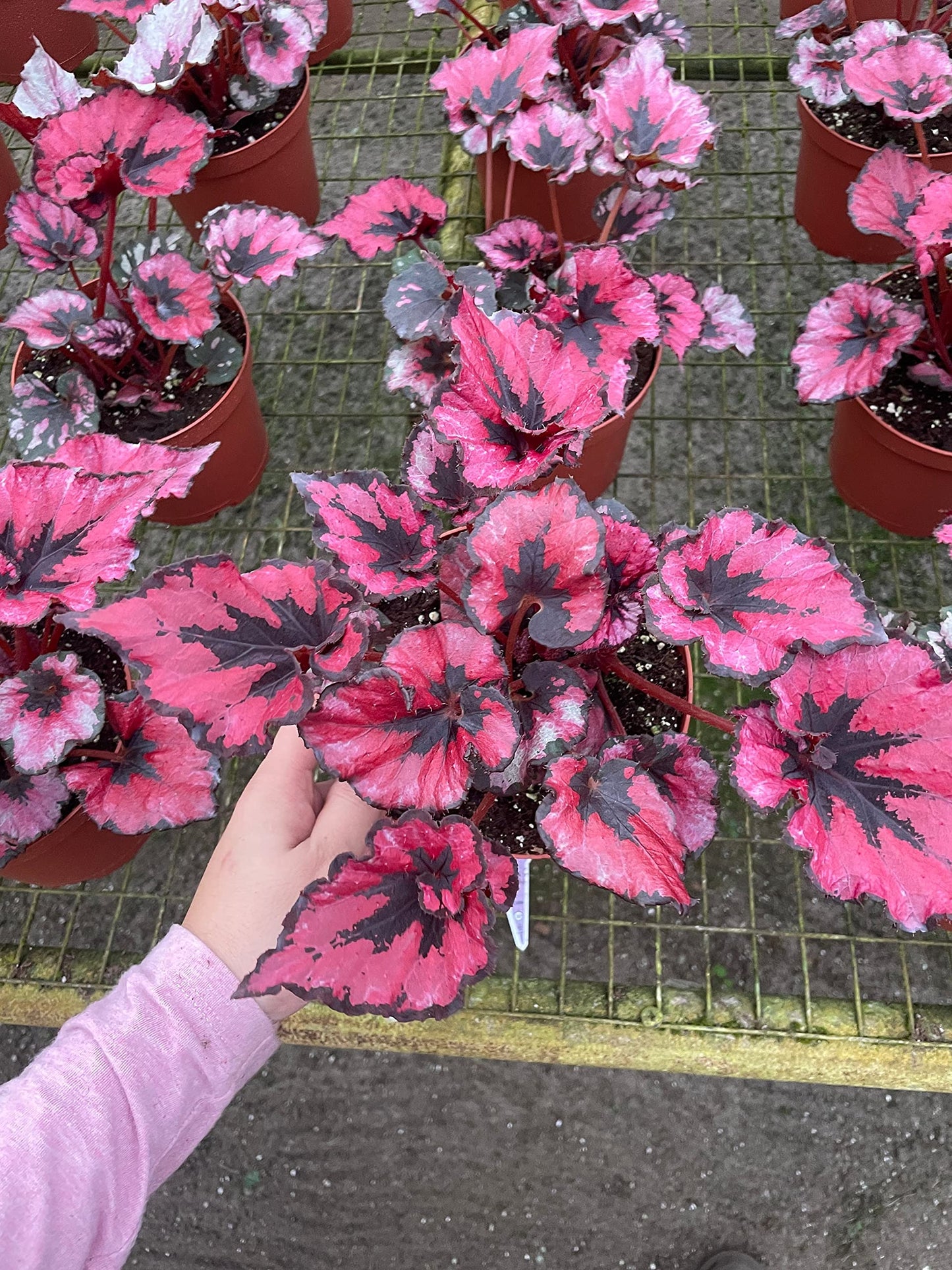 Harmony's Curly Red Robin, in a 6 inch Pot, Begonia rex