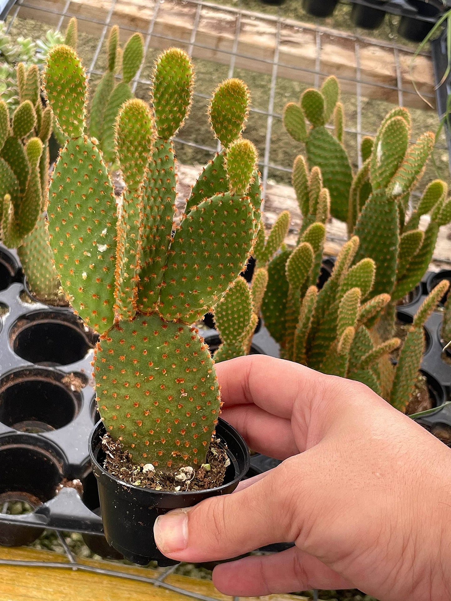 Bunny-Ears Prickly-pear Copper Red, Opuntia microdasys, Large Bunny Ears Prickly Pear with Copper Fuzz and Red Areoles in 2 inch Pot,