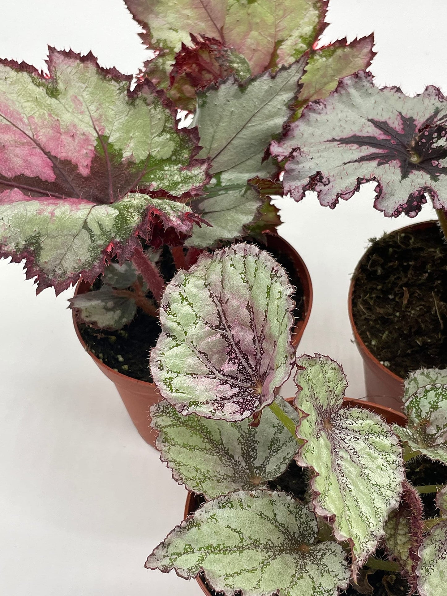 BubbleBlooms Harmony's Begonia Rex Assortment, Cold Pastel Winter, 4 inch, Set of 3, Painted-Leaf Begonia, Unique Homegrown Exclusive, Variegated